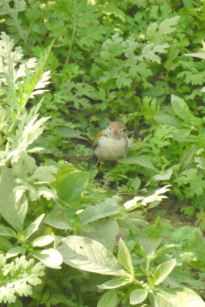 Common Tailorbird - ML646969572