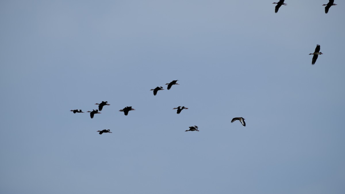 Black-bellied Whistling-Duck - ML646969573