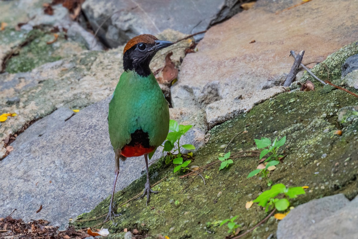 Western Hooded Pitta (Chestnut-crowned) - ML646969574