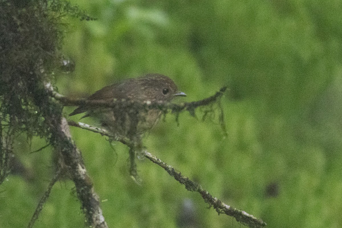 Snowy-browed Flycatcher - ML646969575