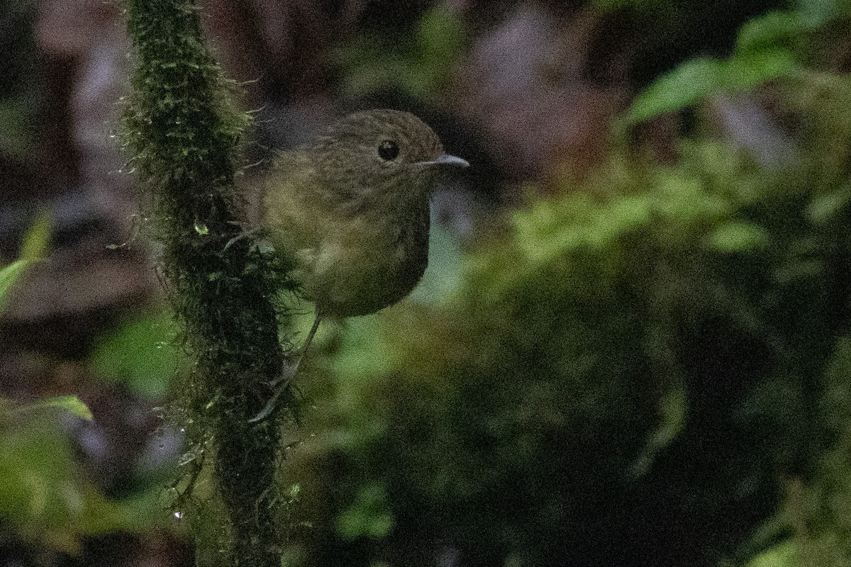 Snowy-browed Flycatcher - ML646969576