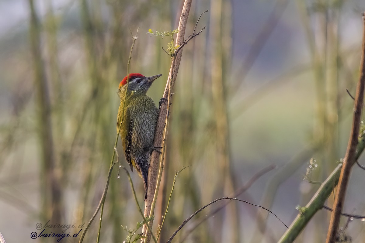 Streak-throated Woodpecker - ML646969578