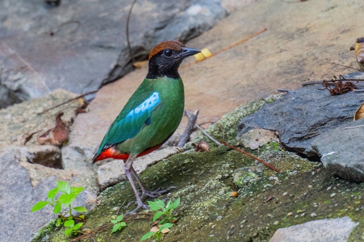 Western Hooded Pitta (Chestnut-crowned) - ML646969579