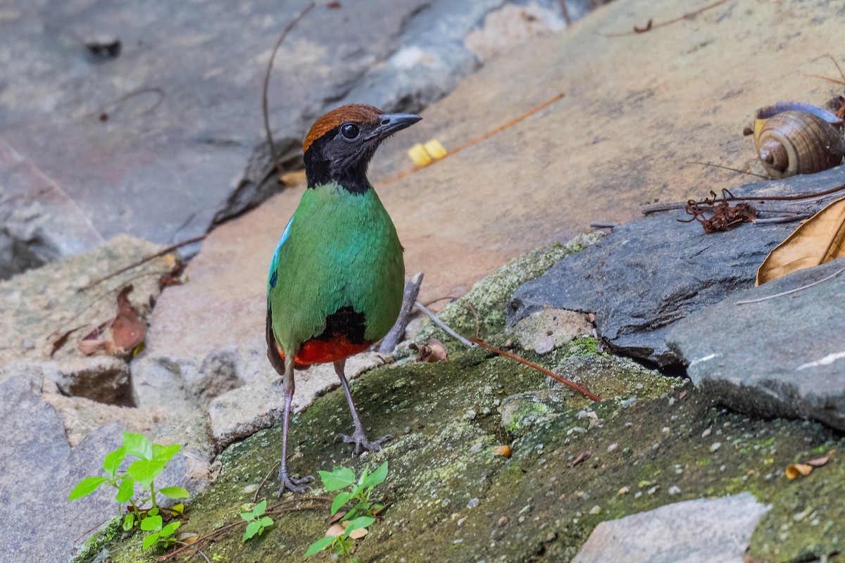 Western Hooded Pitta (Chestnut-crowned) - ML646969580