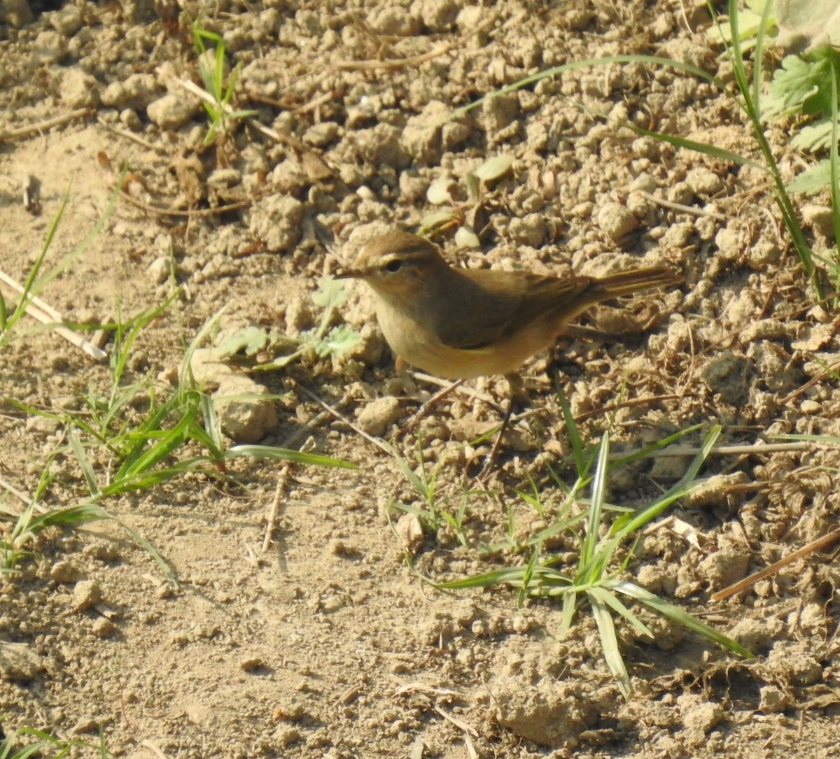 Common Chiffchaff - ML646969587