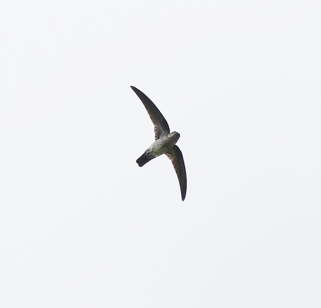 Gray-rumped Swiftlet - ML646969588