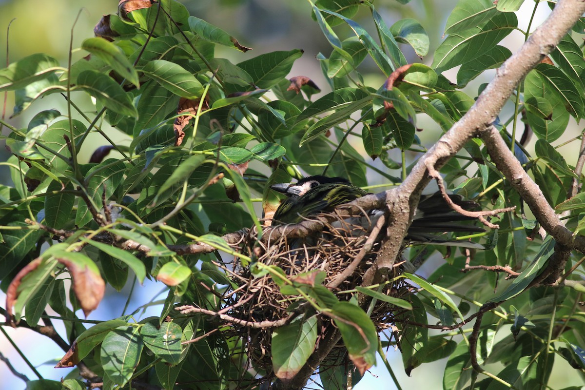 Зелёная инжирница - ML646969590