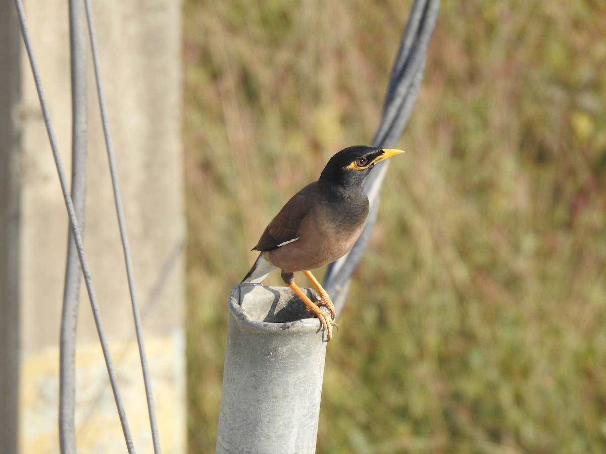 Common Myna - ML646969591