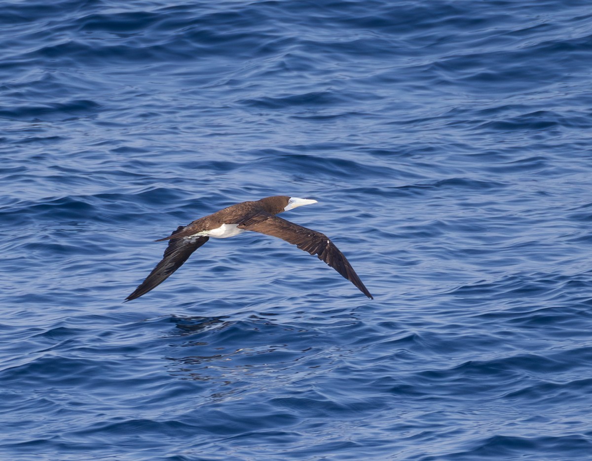 Fou brun - ML646969594