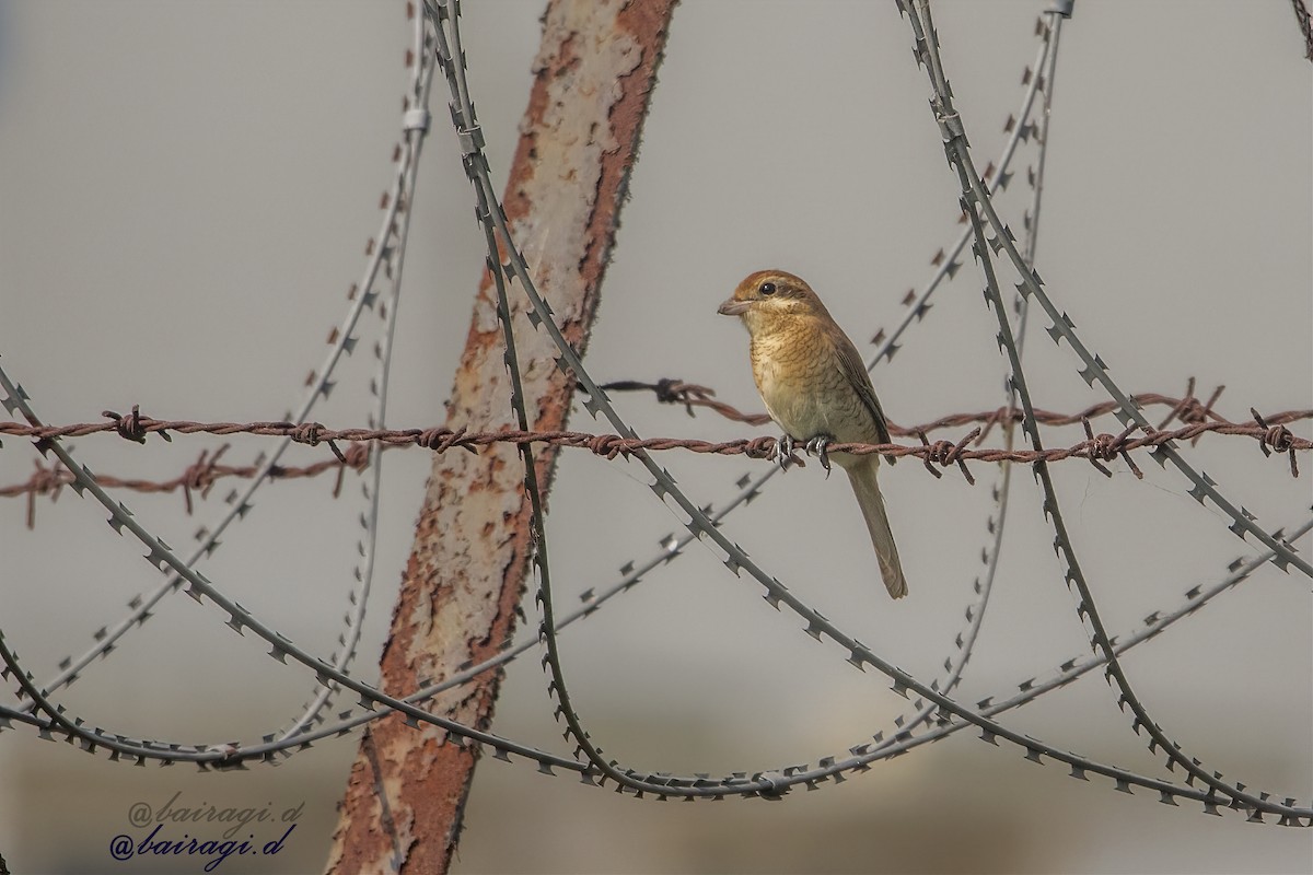 Brown Shrike - ML646969596