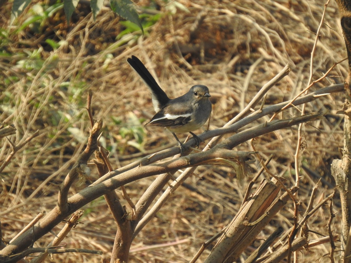 Oriental Magpie-Robin - ML646969600