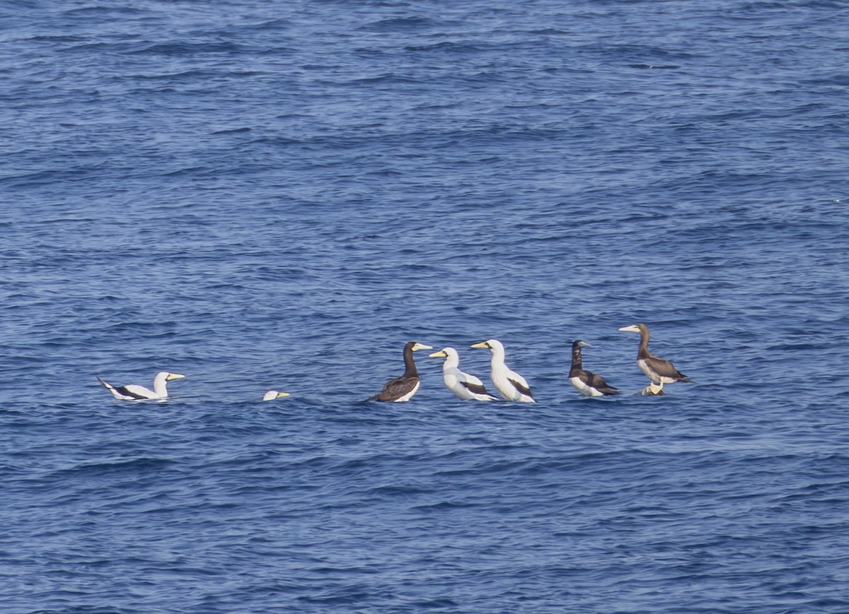 Fou masqué - ML646969601