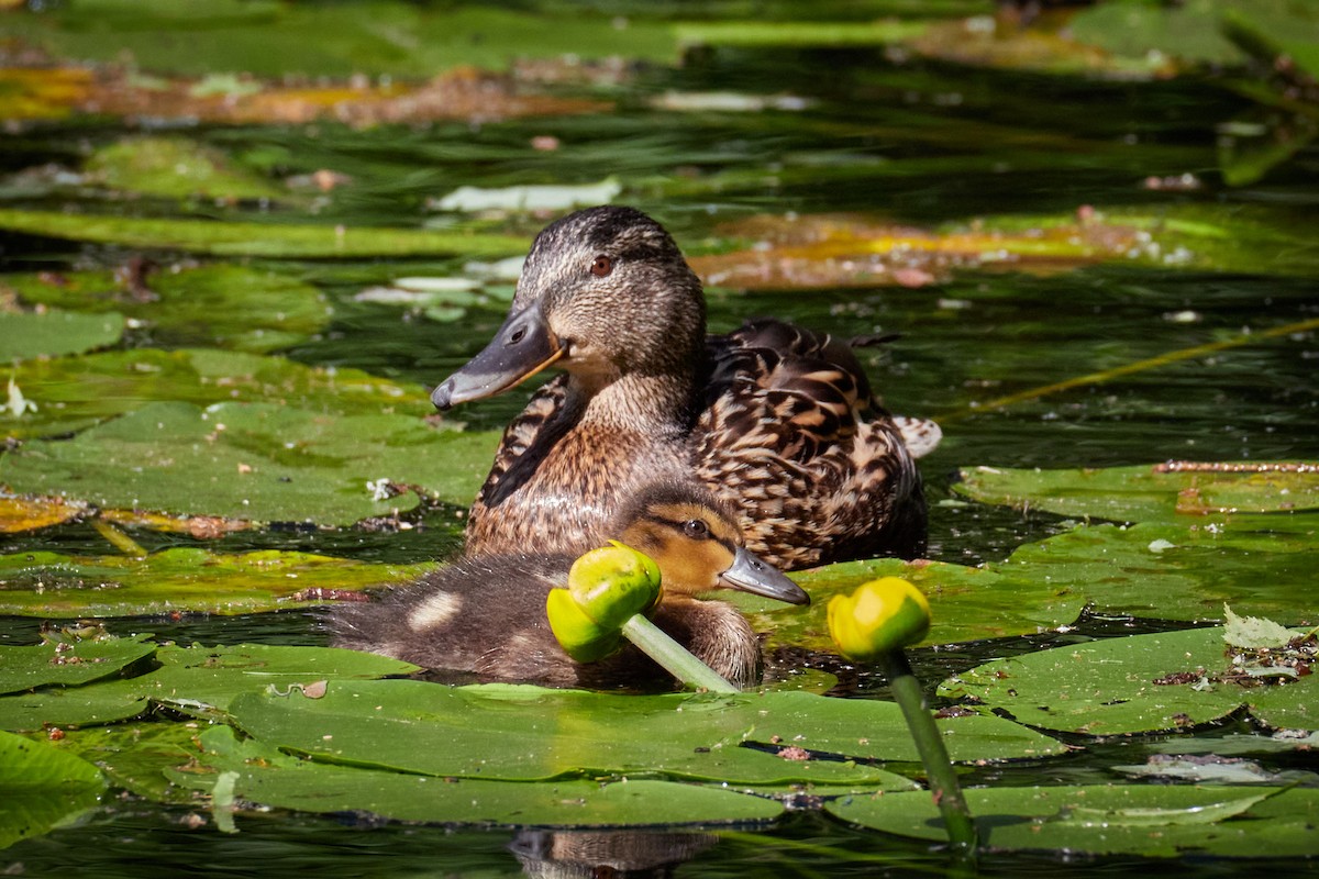 Mallard - ML646969606