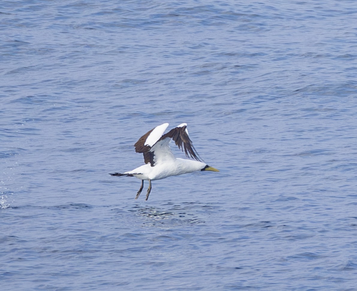 Fou masqué - ML646969607