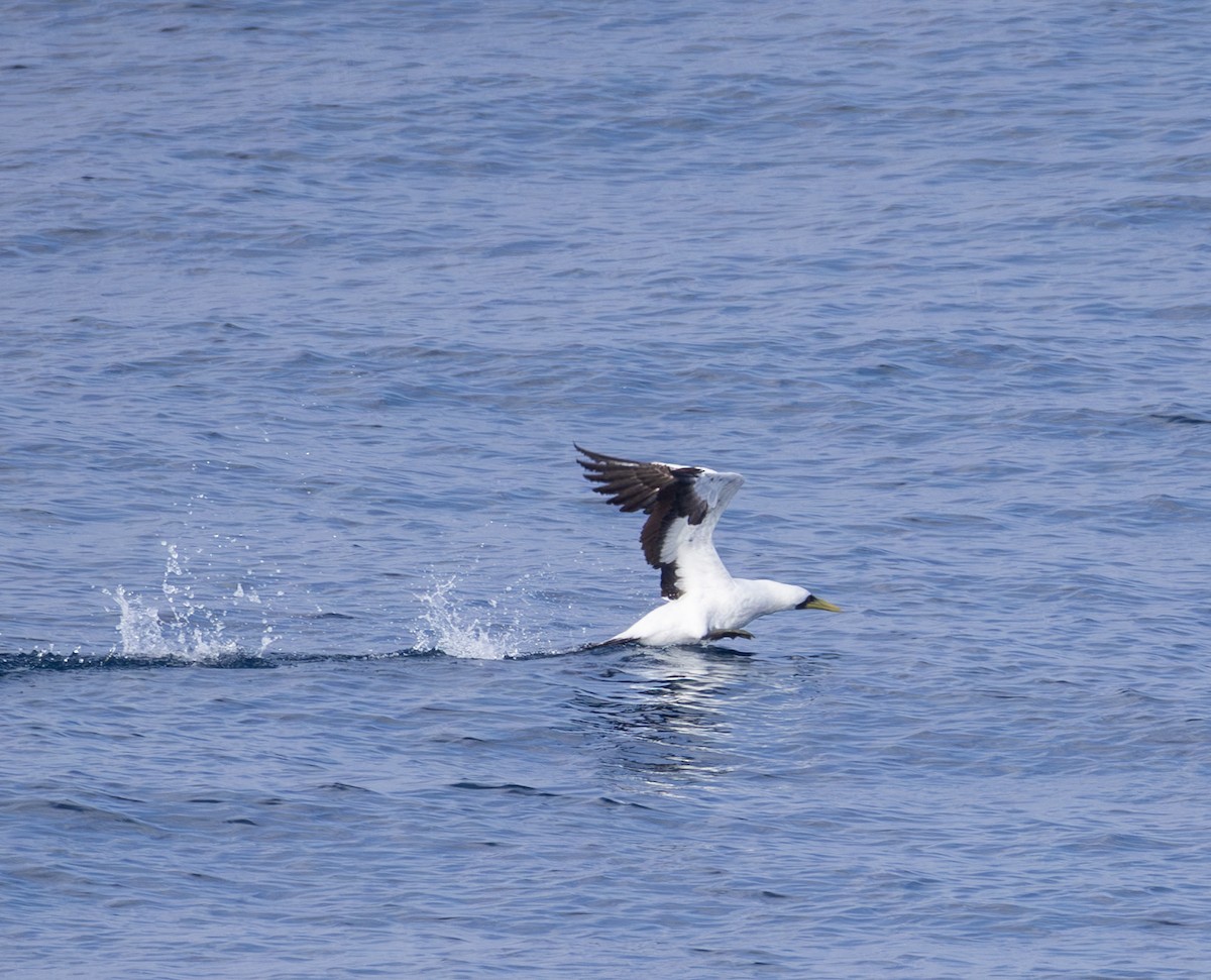 Fou masqué - ML646969608