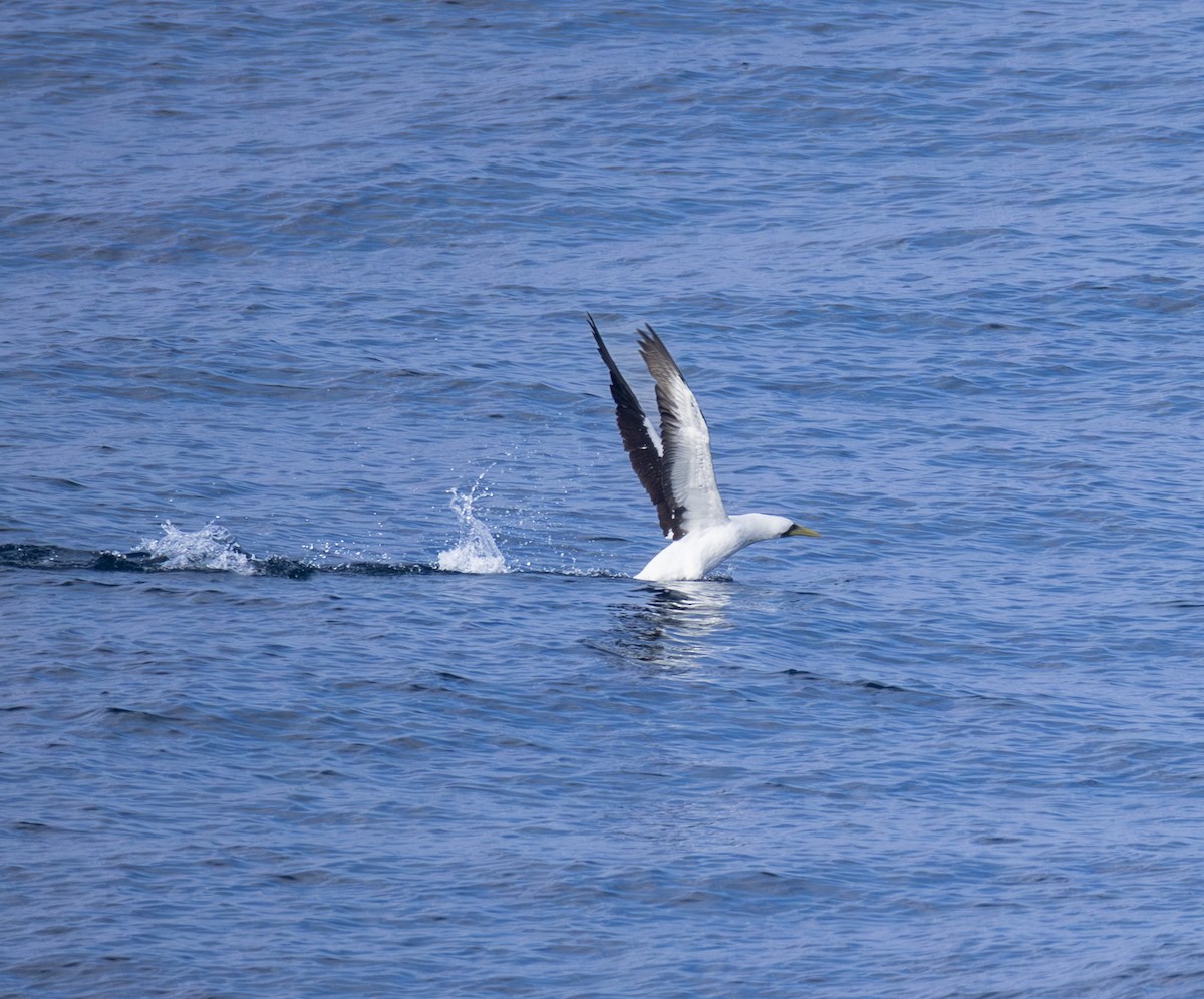 Fou masqué - ML646969609