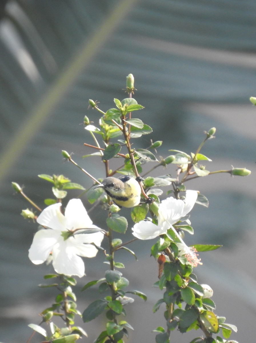 Purple Sunbird - ML646969612