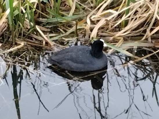 sothøne - ML646969613