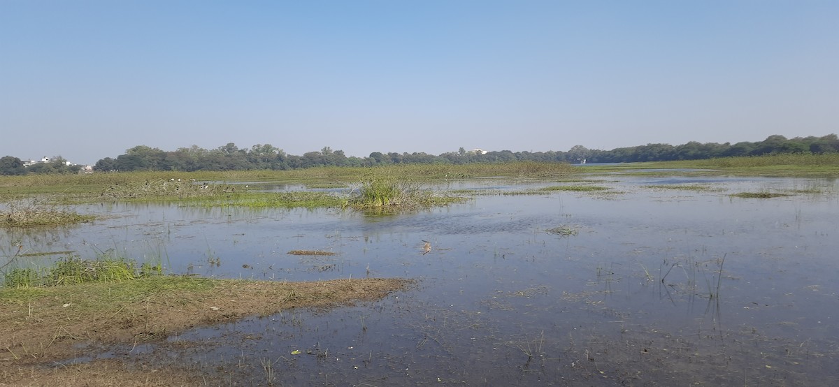 Dere Düdükçünü - ML646969616