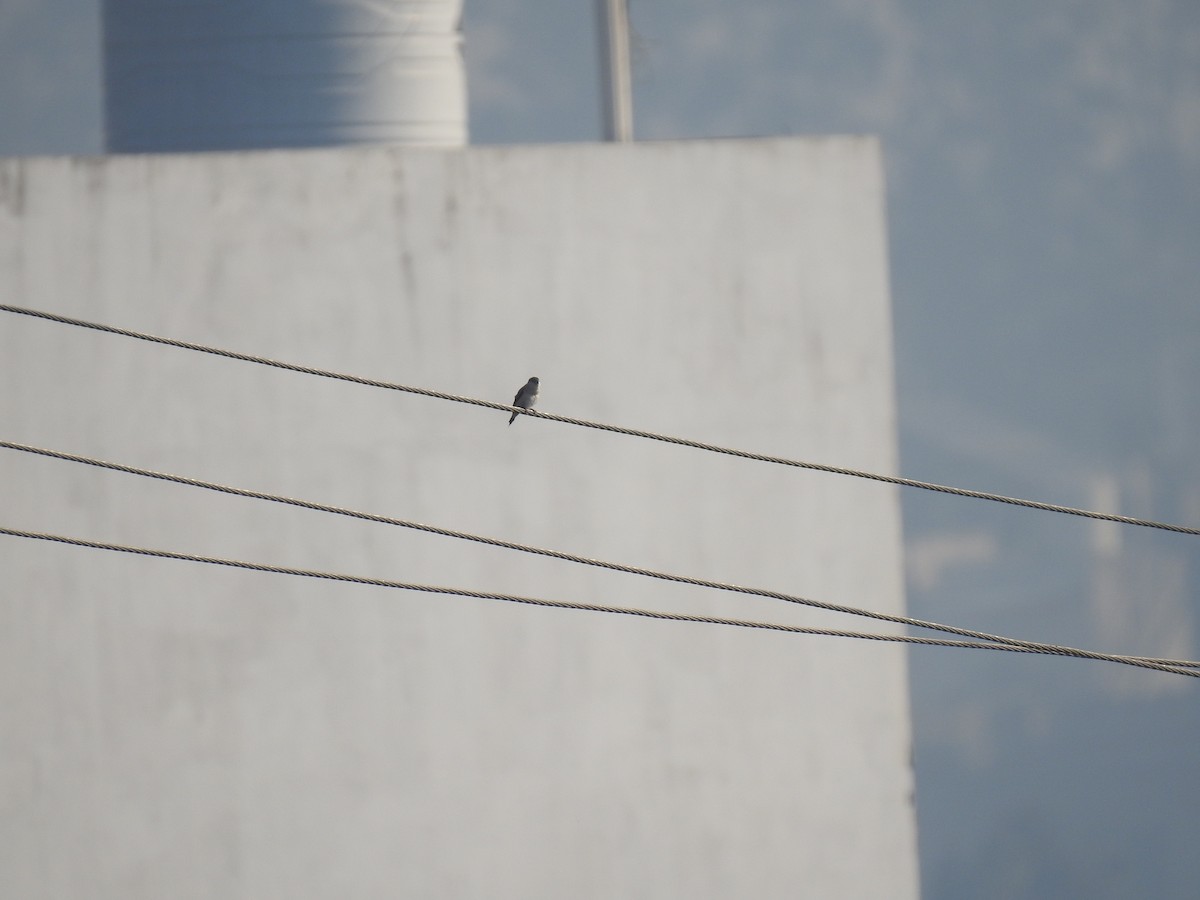 Indian Silverbill - ML646969623