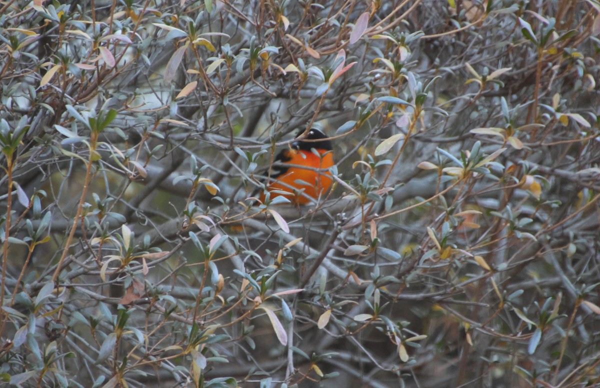 Oriole de Baltimore - ML646969624