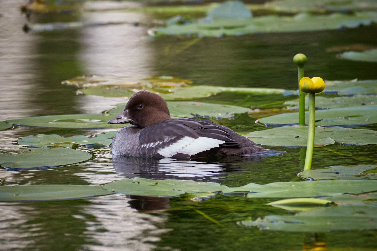 Common Goldeneye - ML646969627