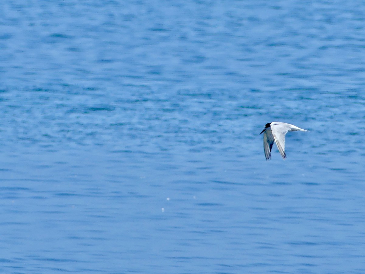 Common Tern - ML646969628