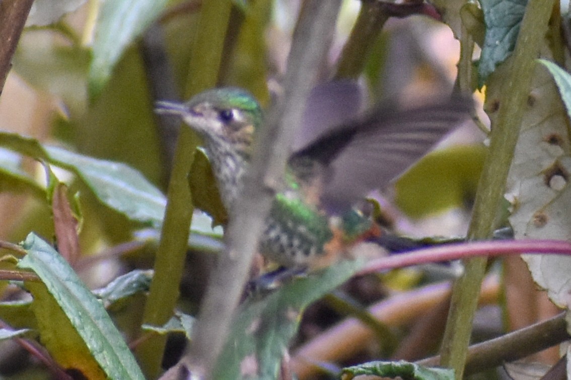 Колібрі-короткодзьоб пурпуровий - ML646969631