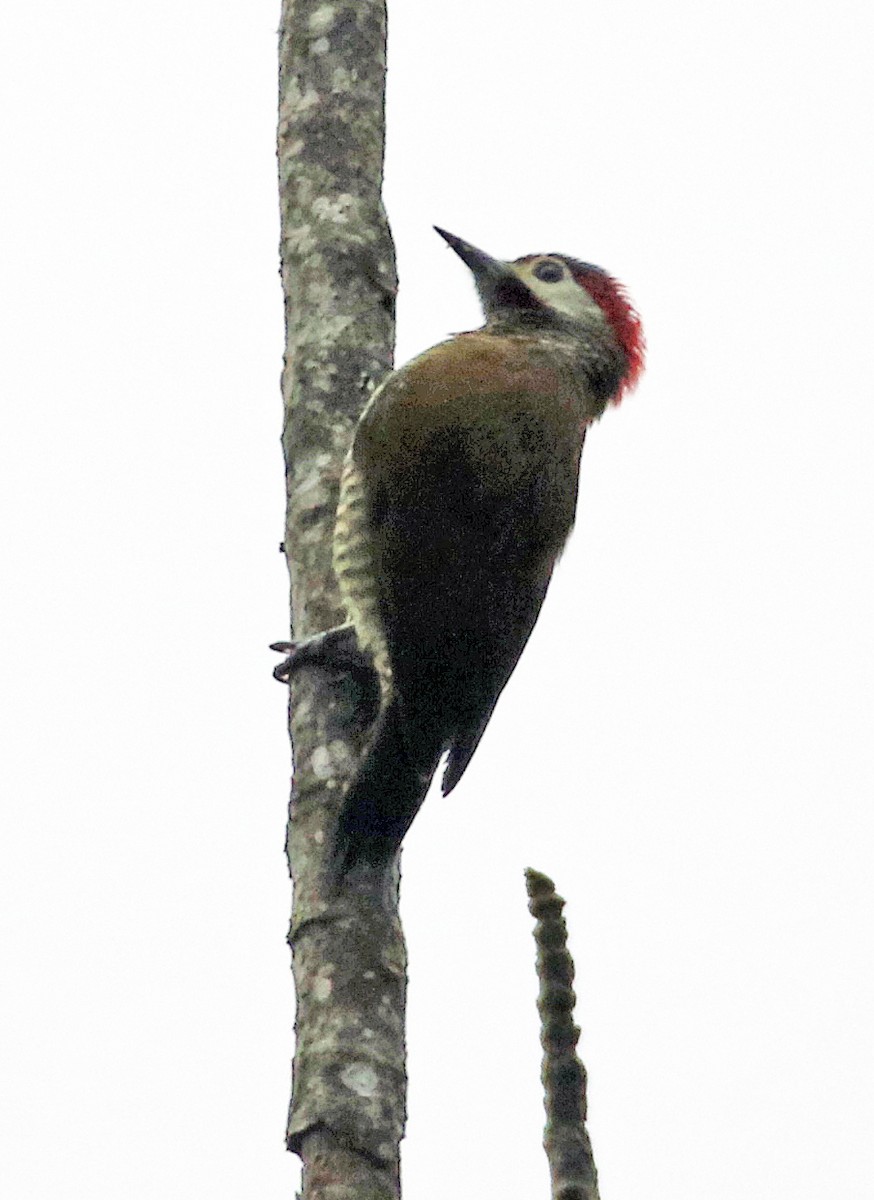 Golden-olive Woodpecker - ML646969632