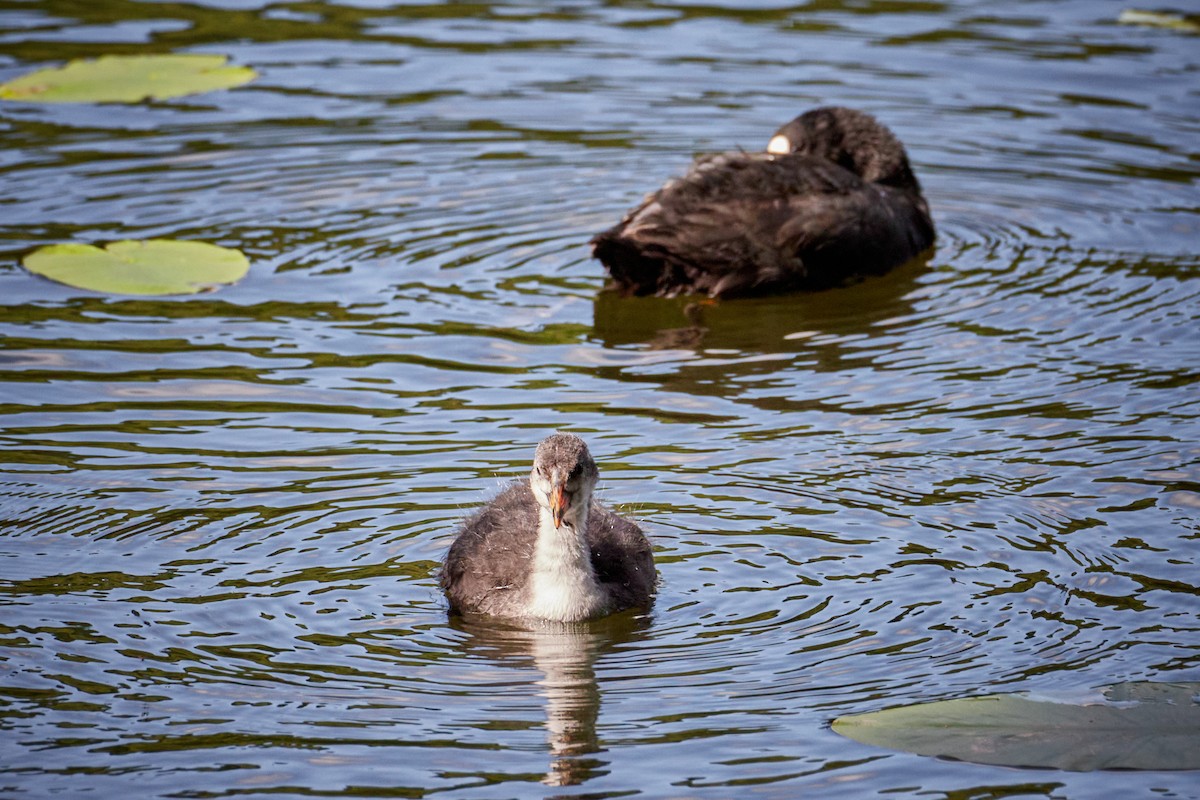 sothøne - ML646969633