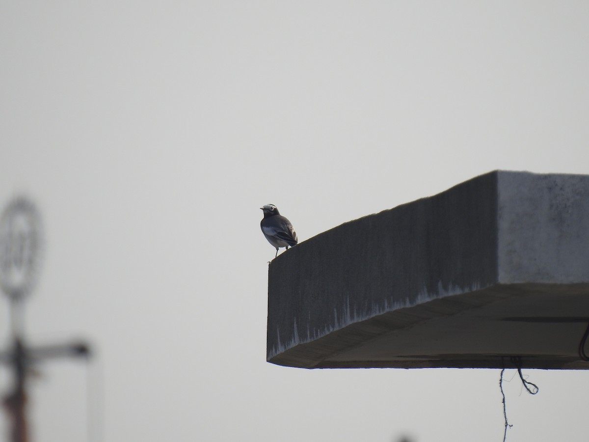 White Wagtail - ML646969634