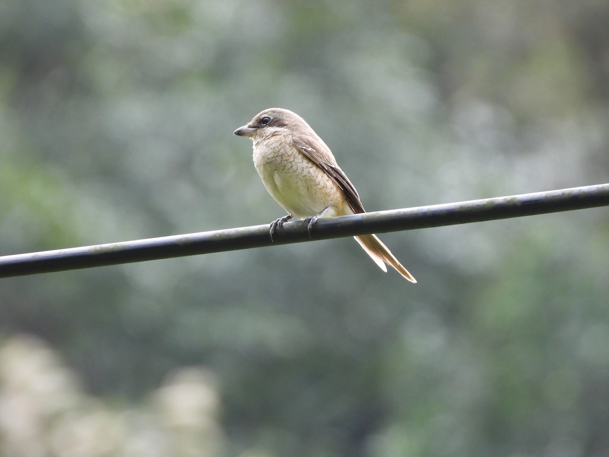 Brown Shrike - ML646969636