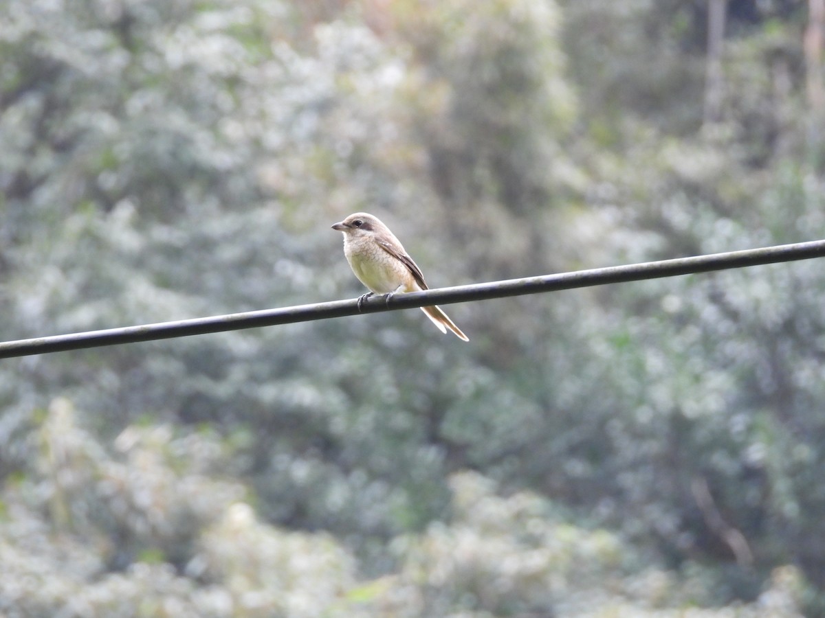Brown Shrike - ML646969637