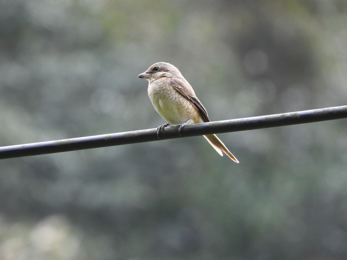 Brown Shrike - ML646969638