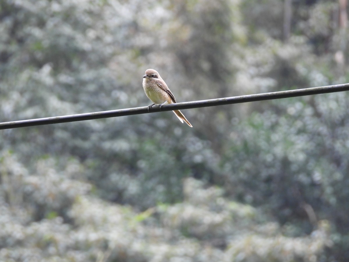 Brown Shrike - ML646969639