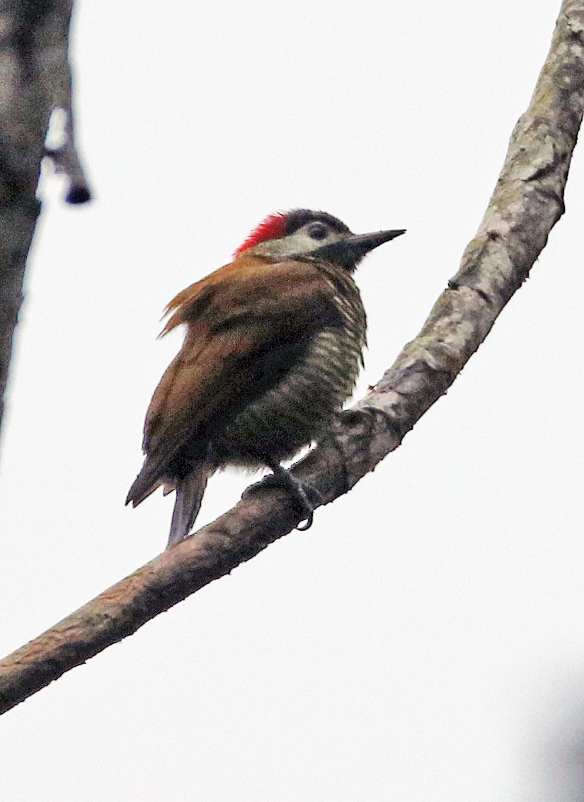 Golden-olive Woodpecker - ML646969641