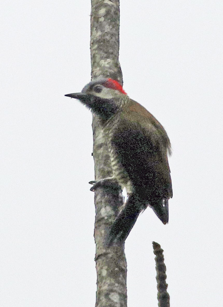 Golden-olive Woodpecker - ML646969642