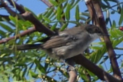 Fauvette mélanocéphale - ML646969643