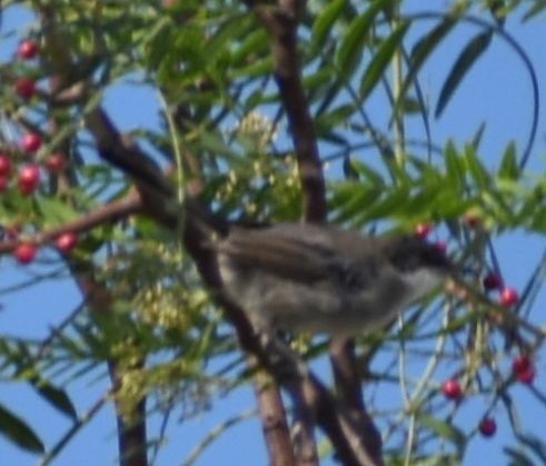 Fauvette mélanocéphale - ML646969645