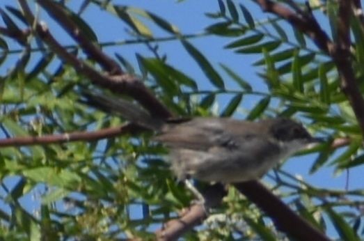 Fauvette mélanocéphale - ML646969646