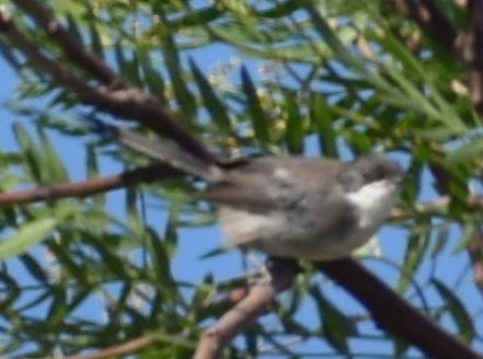 Fauvette mélanocéphale - ML646969647