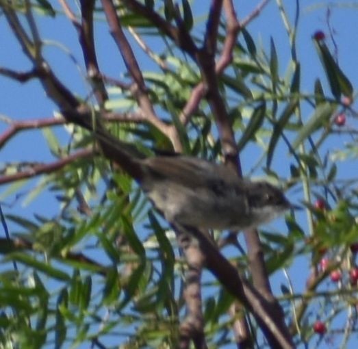 Fauvette mélanocéphale - ML646969648