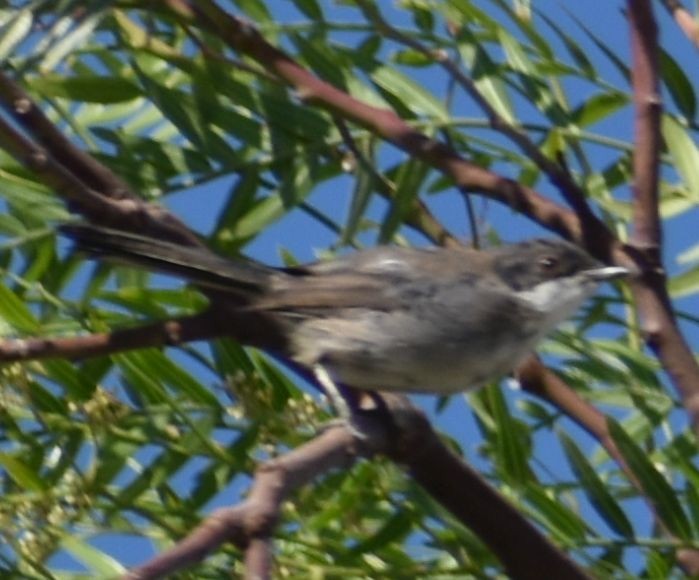 Fauvette mélanocéphale - ML646969649