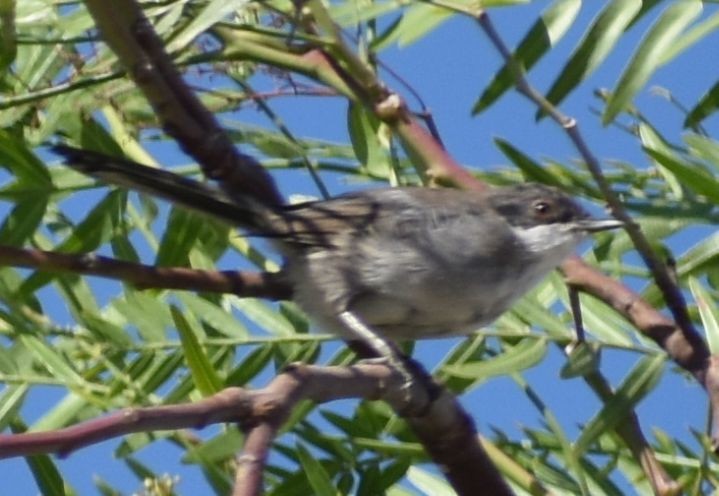 Fauvette mélanocéphale - ML646969650