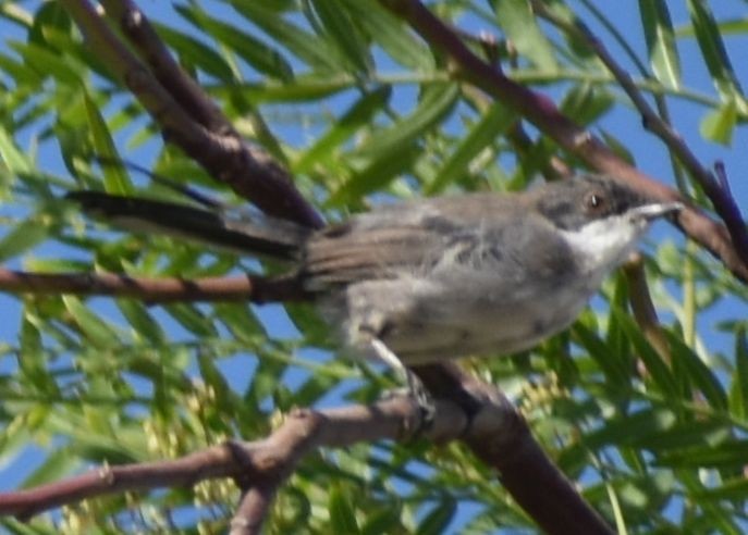 Fauvette mélanocéphale - ML646969651