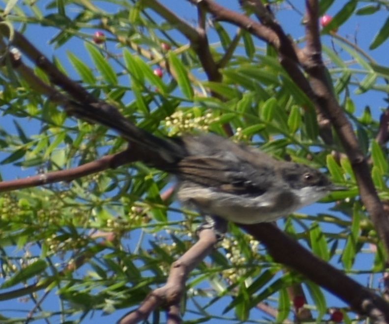 Fauvette mélanocéphale - ML646969652