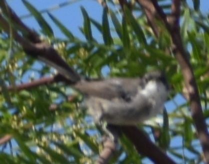 Fauvette mélanocéphale - ML646969653