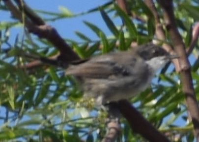 Fauvette mélanocéphale - ML646969654