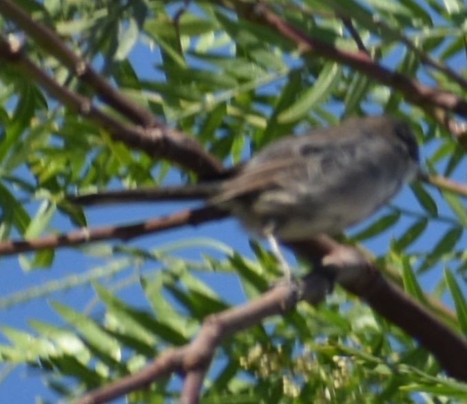 Fauvette mélanocéphale - ML646969655