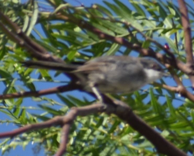 Fauvette mélanocéphale - ML646969656